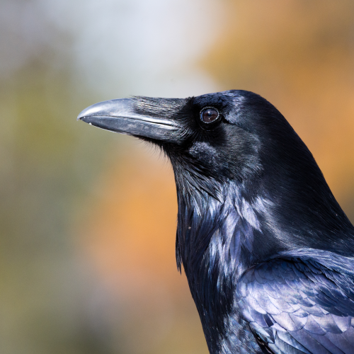 Portrait of a Raven