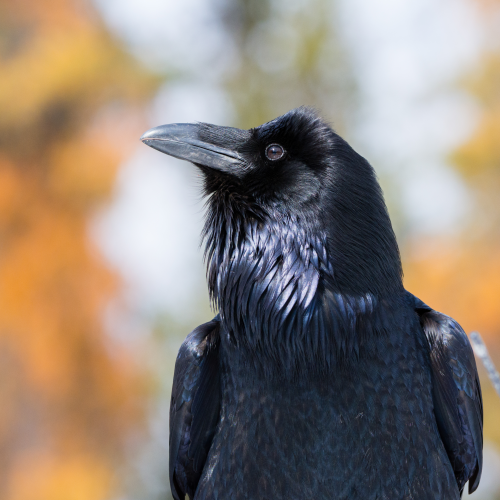 Raven