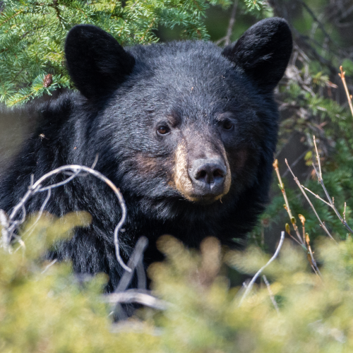 Portrait of Black Bear