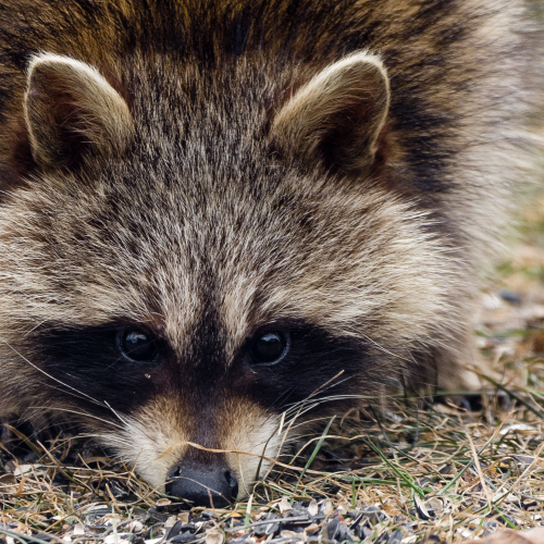 Portrait of a Raccoon