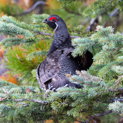Spruce Grouse