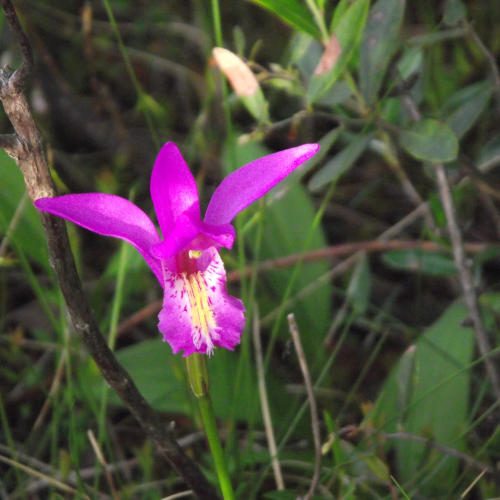 orchidÃ©e 