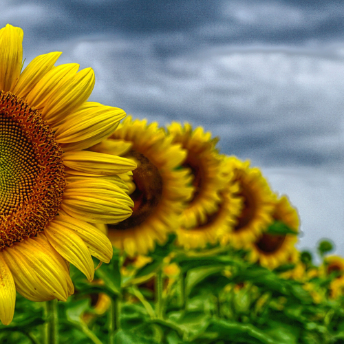 Beauty in this Flower 
