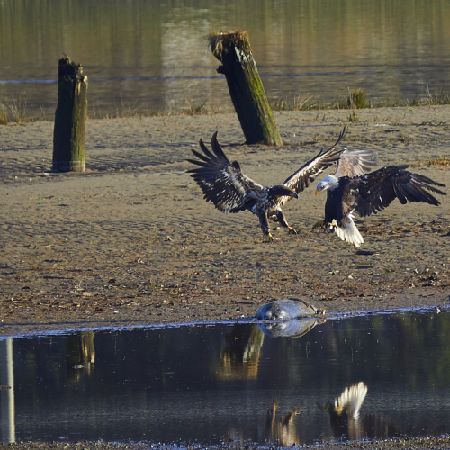 Fighting over a carcass 