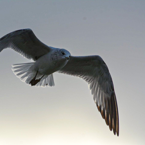 Soar 