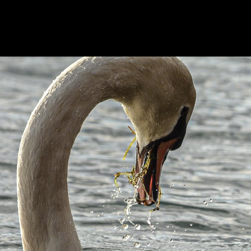 Hungry