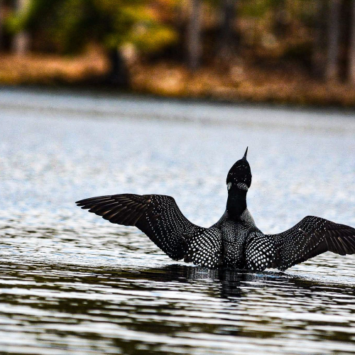 Spread your wings 