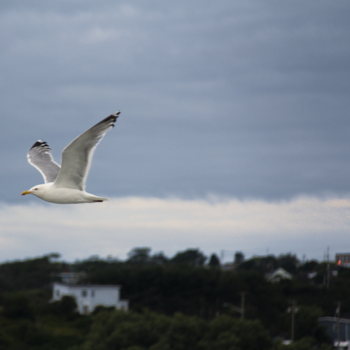 Flight