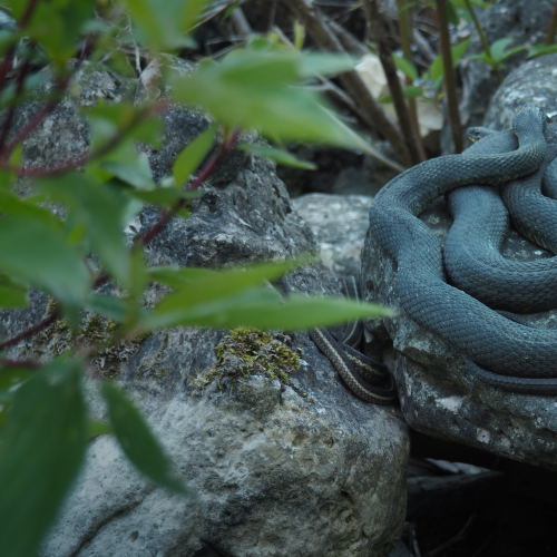 Snake nest