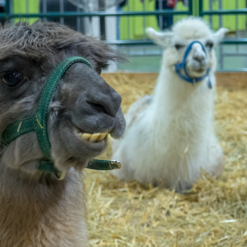 Lama Trickster