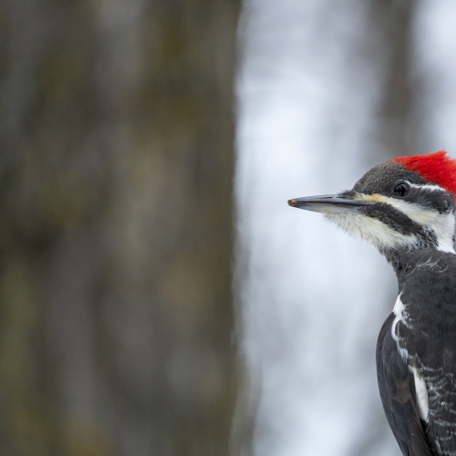 Pileated Woodpecker