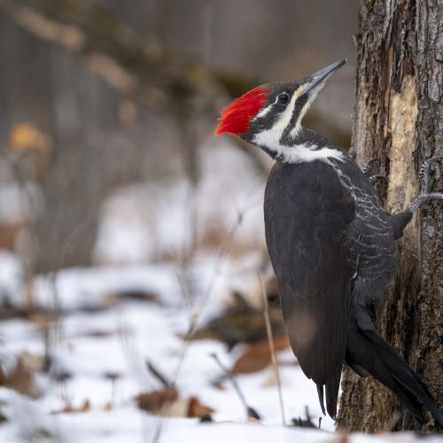 Pileated Woodpecker