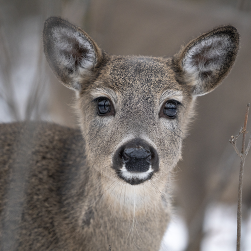 Those doe eyes