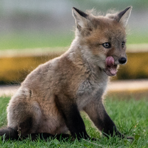 Fox Kit