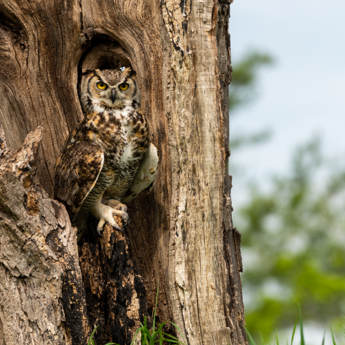Great Horned Owl on his Throne