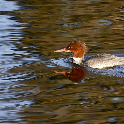 Taking a swim