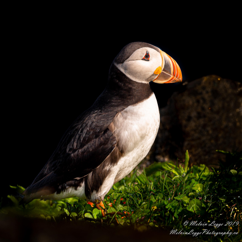 Puffin Portrait