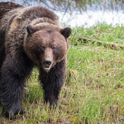 Spring Grizzly