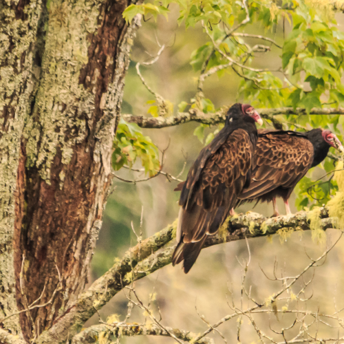 Turkey Vultures