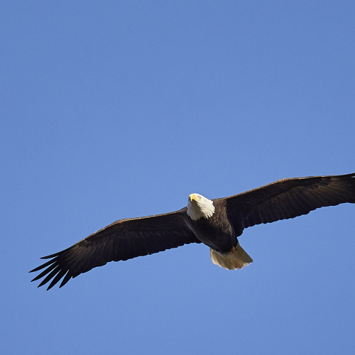 Eagle Overhead