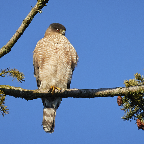 Watching me