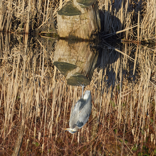 Upside down or not.