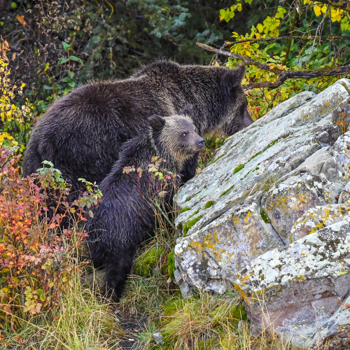 Curious Cub