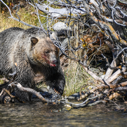 The Salmon Eater