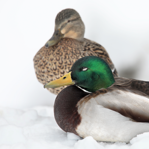 Cold feet