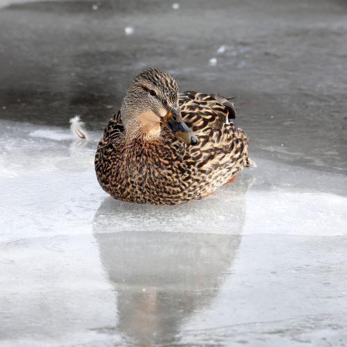 Reflection and feather