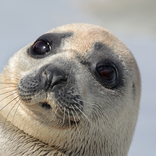 The cuttest face