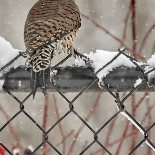 Feeding in the snow