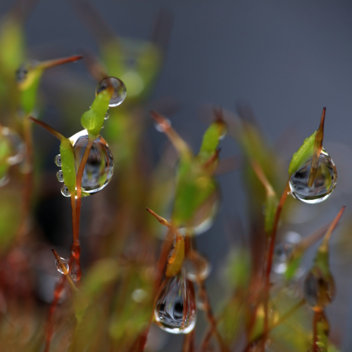 Into the green moss