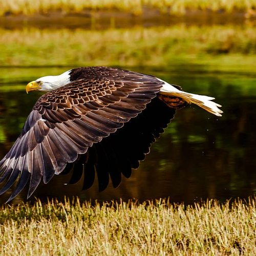 Hunting on the Low