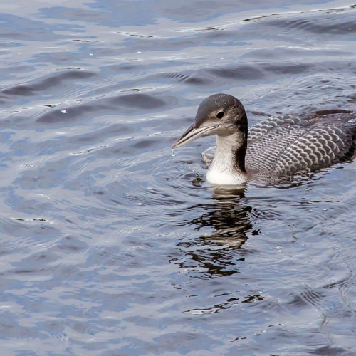 Loon in the Afternoon