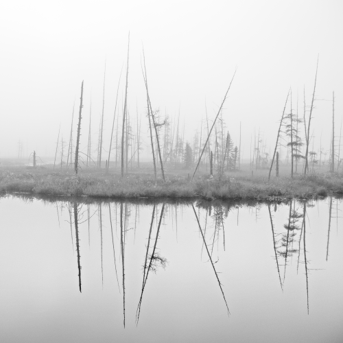 The Bog