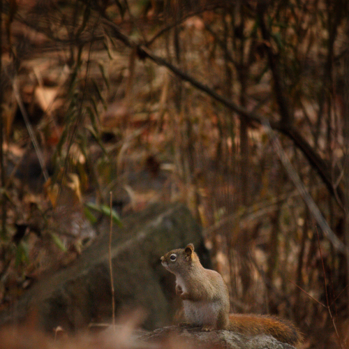 Squirrel 