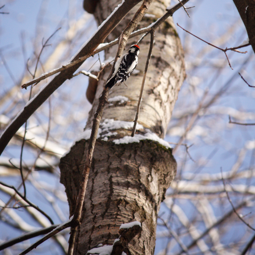 Wood pecker