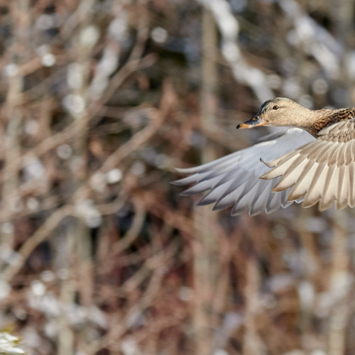 Taking Off