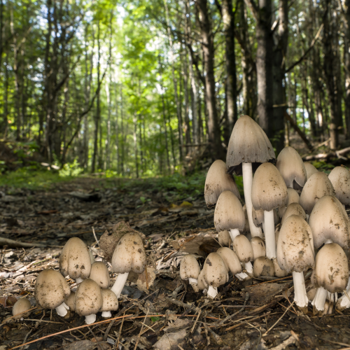 Alcohol Inky Mushrooms