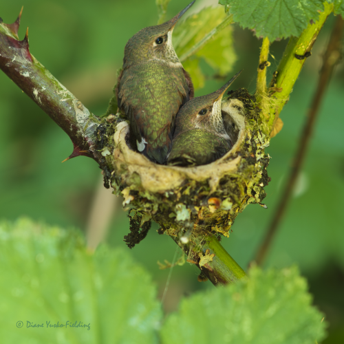 Hummingbird Babies ready to fledge