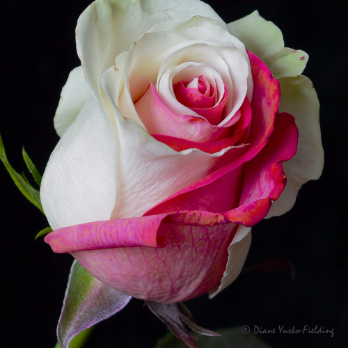 Sweet Rose