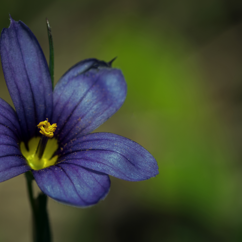 Strict Blue-eyed Grass