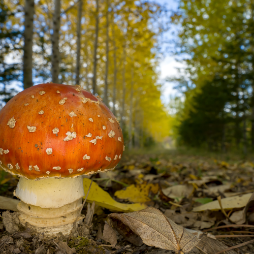 Yellow-orange Fly Agaric