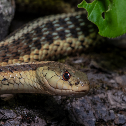 Garter Snake