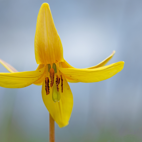 Dream in Yellow