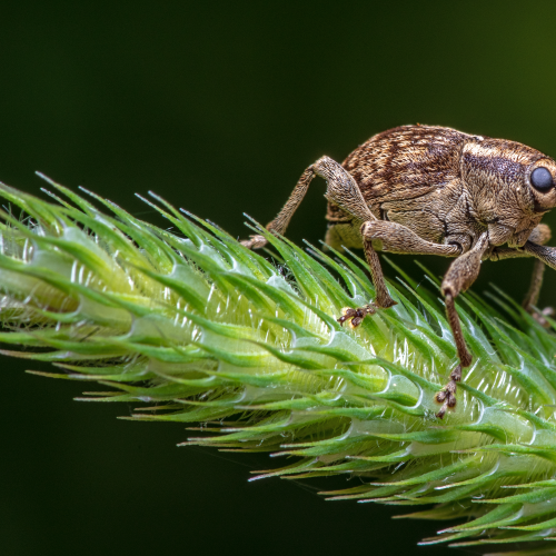 The Equilibrist