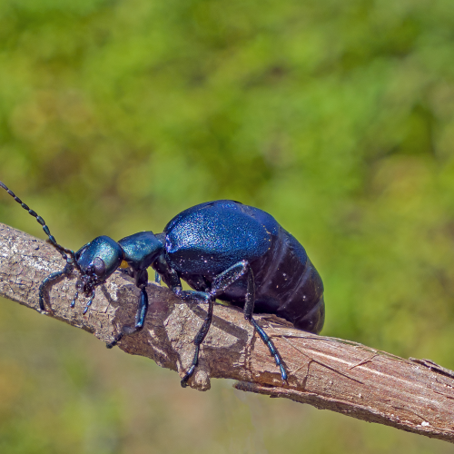 Oil Beetle