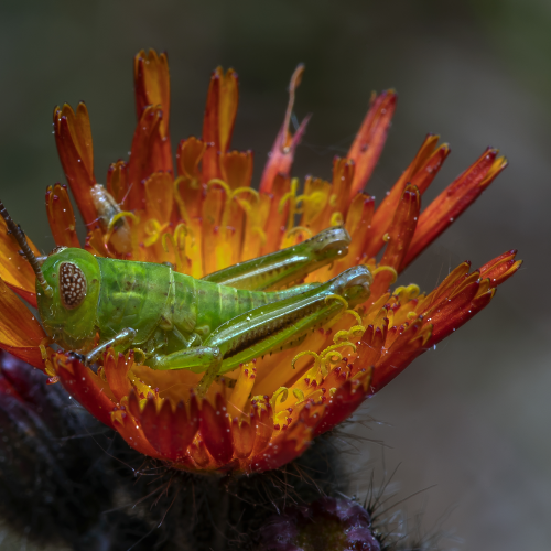 The Grasshopper