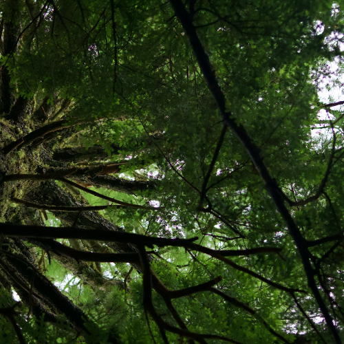 Hemlock